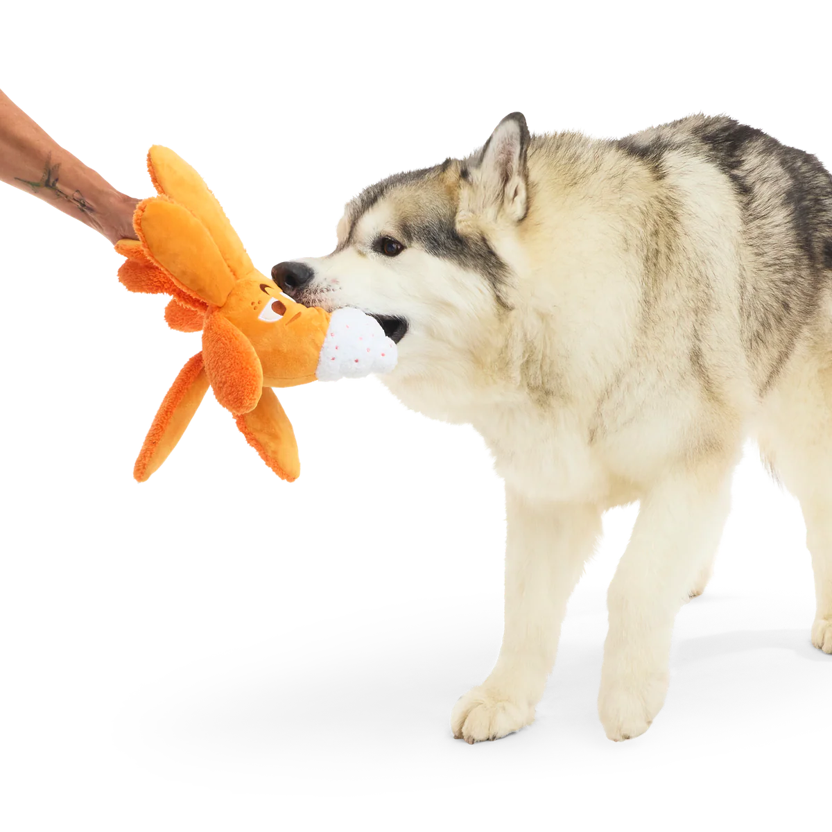 Thumbnail 5